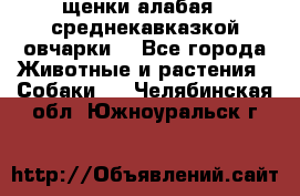 щенки алабая ( среднекавказкой овчарки) - Все города Животные и растения » Собаки   . Челябинская обл.,Южноуральск г.